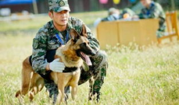 狗电视剧,忠诚与背叛的较量